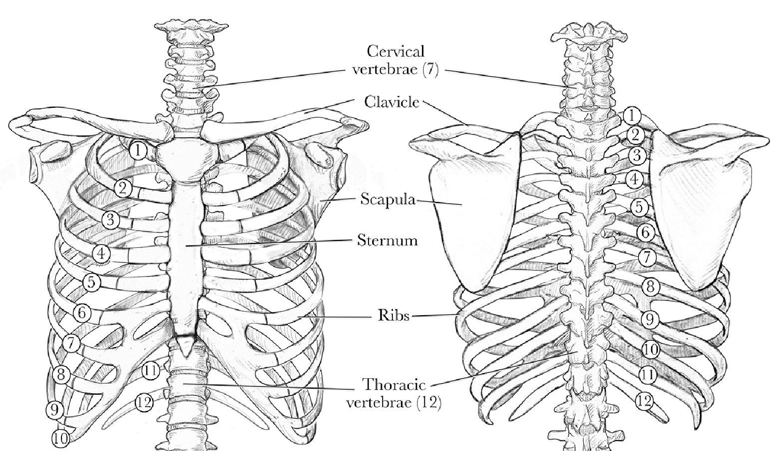 Radiology Chest Xray Normal